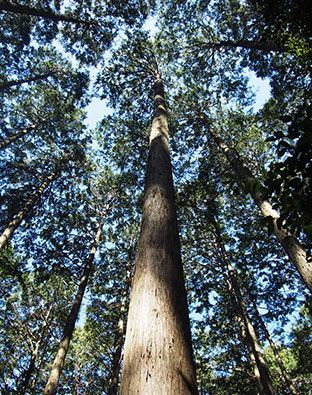 森に生えている木